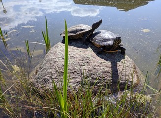 Close-up of two turtles resting on a rock (stone) in a shallow pond with grass nearby and...