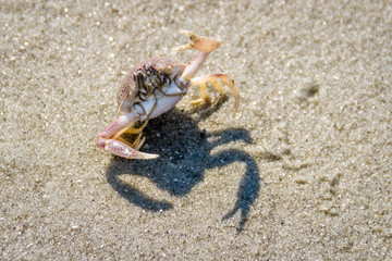 crab showing off his claw