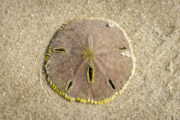 live sand dollar on the sand