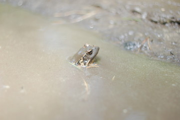 American bullfrog sitting at ponds edge in early morning sun. It is an amphibious frog, and a member of the family Ranidae, or true frogs.  Green frog sitting in water