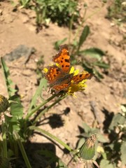 butterfly on flower
