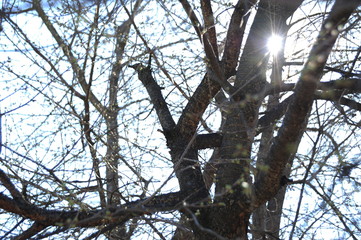 the rays of the spring sun shine through the branches. On the tree cherries appear the kidneys