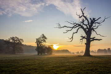 Fototapeta na wymiar lonely oak on the field at sunset