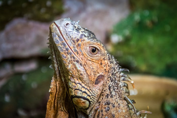 Colourful exotic iguana is posing with raised head and staring.