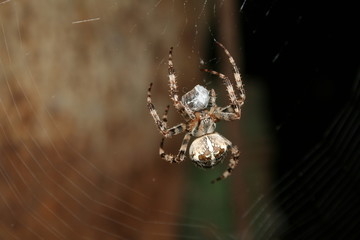 The spider sits on a web and produces a poison in his zombie macro. Close up Spider Family Orb-web (Araneidae) and. Araneus diadematus