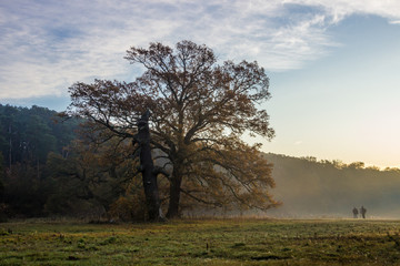 Obraz na płótnie Canvas lonely oak on the field at sunset