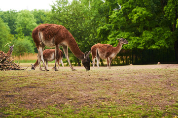 Naklejka na ściany i meble Germany, Berlin. Zoologischer Garten. A family of red lams walk through the teritorry on the meadow and eat.