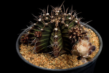 Cactus in a flowerpot on a black background