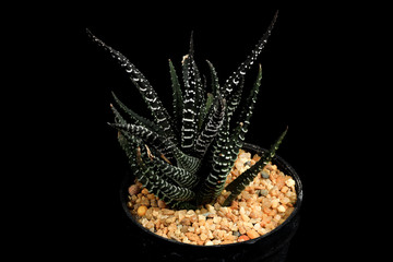 Cactus in a flowerpot on a black background