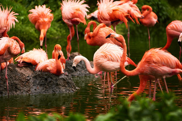 Germany, Berlin. Zoologischer Garten. Bright pink beautiful flamingo birds walk through the teritorry and eat.