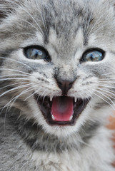 close up portrait of a cat