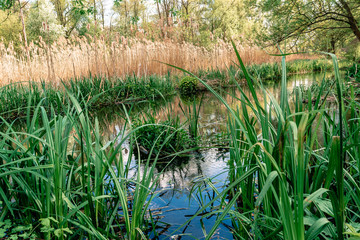Trawa rzeczna zieleń