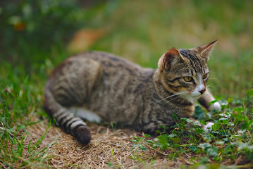 cat in the grass