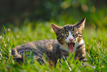 Naklejka na ściany i meble yawning cat in grass
