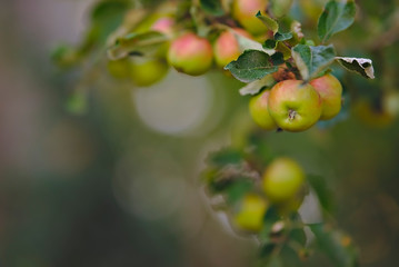 apples on a branch