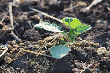 Young canola plant