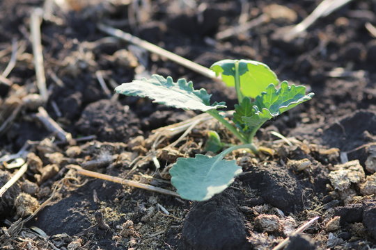 Young Canola Plant