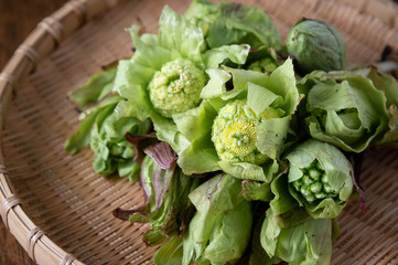 Fuki shoots, japanese butterbur for tempura