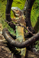 The back of the colourful exotic iguana resting in the zoo. 