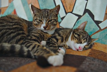 cats on sofa