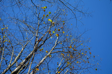 Autumn leaves and trees detail, with blue sky background.