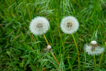 2 Dandelions in a field of green grass close up shot early summer