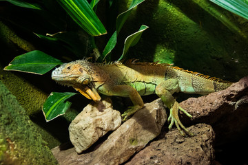The colourful exotic iguana is hiding in the green grass.