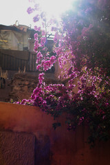 purple flowers on the wall