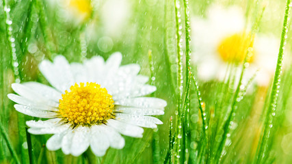 Chamomile flower ( bellis perennis )with drops of water on the green background. © Lukas Gojda