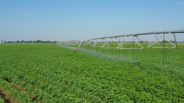 Center Pivot Irrigation in a Cotton Field, Burleson County, Texas, USA