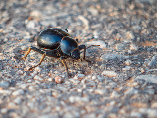 Dung beetle on the road in close up view