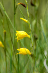 Yellow Gladiolus dalenii, Zambia