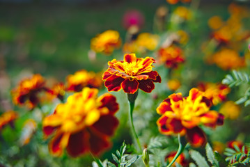 red and yellow flowers