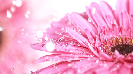 Beautiful pink gerbera bloom with water drops. Freeze motion.
