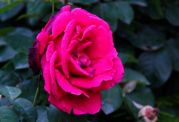 pink rose in garden