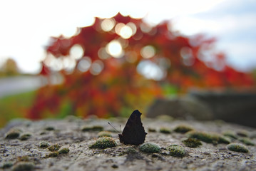 butterfly on the rocks