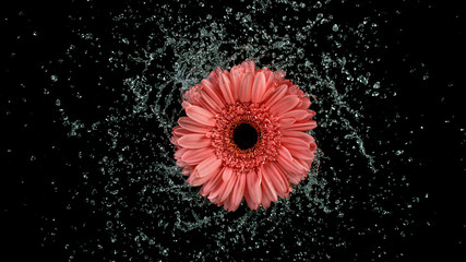 Beautiful gerbera bloom rotation with water splash. Freeze motion.