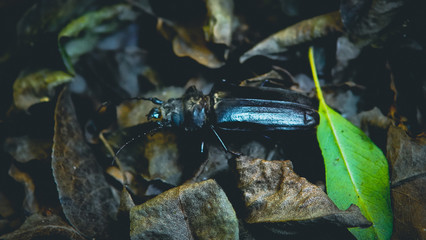 Fotografía Macro de un escarabajo negro que camina a paso lento mientras explora un jardín secreto