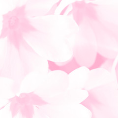 Light pink spring flowers macro background. Soft delicate pastel Primula flower romantic backdrop.