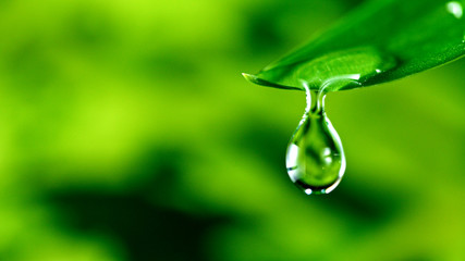 fresh green leaf with water drop, relaxation nature concept - obrazy, fototapety, plakaty
