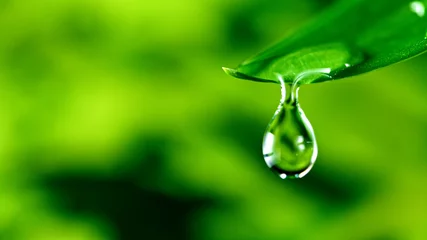 Muurstickers fresh green leaf with water drop, relaxation nature concept © Lukas Gojda