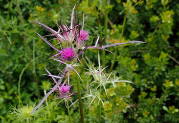 wild flower in the garden