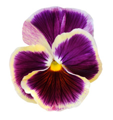  pansy flower