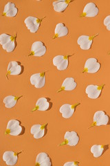 Concept of love and spring.. White petals on orange background, wallpaper pattern of primula...