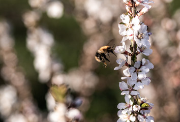 Spring cherry flowers are white on the Bush. The flowers are bee and bumblebee. Pollinate the flowers. There are a lot of colors. Seasonal allergies are possible.
