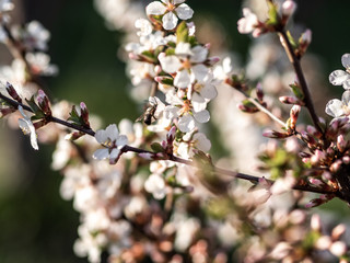 Spring cherry flowers are white on the Bush. The flowers are bee and bumblebee. Pollinate the flowers. There are a lot of colors. Seasonal allergies are possible.