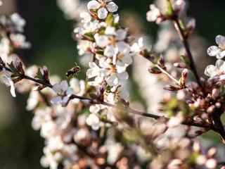 Spring cherry flowers are white on the Bush. The flowers are bee and bumblebee. Pollinate the flowers. There are a lot of colors. Seasonal allergies are possible.