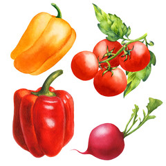Watercolor illustration with red pepper, yellow pepper, radish, tomatos with leaf on an isolated white background. Hand-painted watercolor clipart.