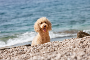 Portrait of a young poodle dog on the sunny beach. A happy dog playing on the beach on a sunny summer day, Bol, Island Brac, Croatia