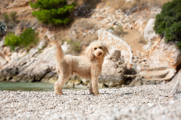 Portrait of a young apricot poodle dog on the sunny beach. A happy dog standing on the beach on a sunny summer day, Bol, Island Brac, Croatia